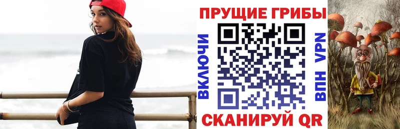 Купить закладки  Сасово  Псилоцибиновые грибы Cubensis 